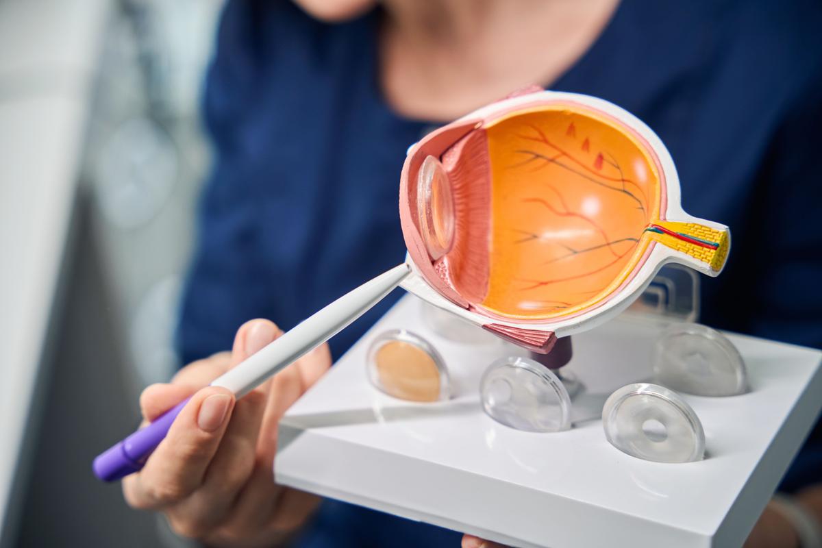 Linsentausch am Model demonstriert